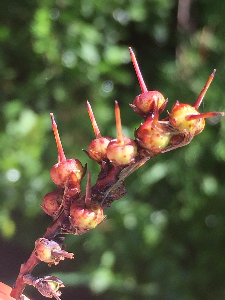 Fruits. Erect, beaked capsules.