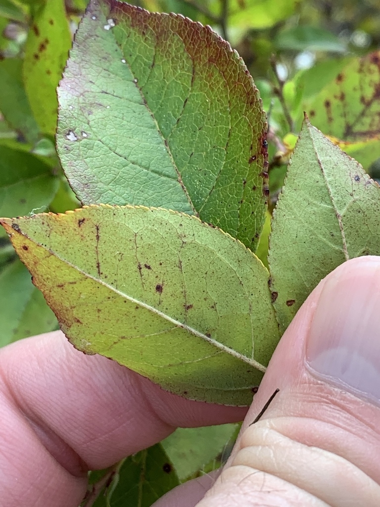 Leaves held by a hand.