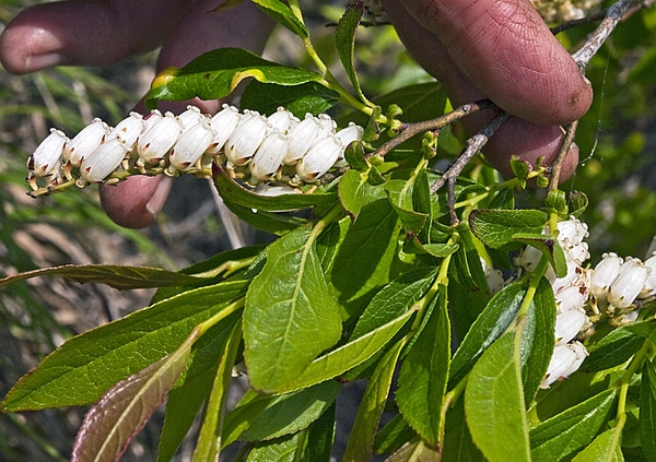  Eubotrys racemosa - 