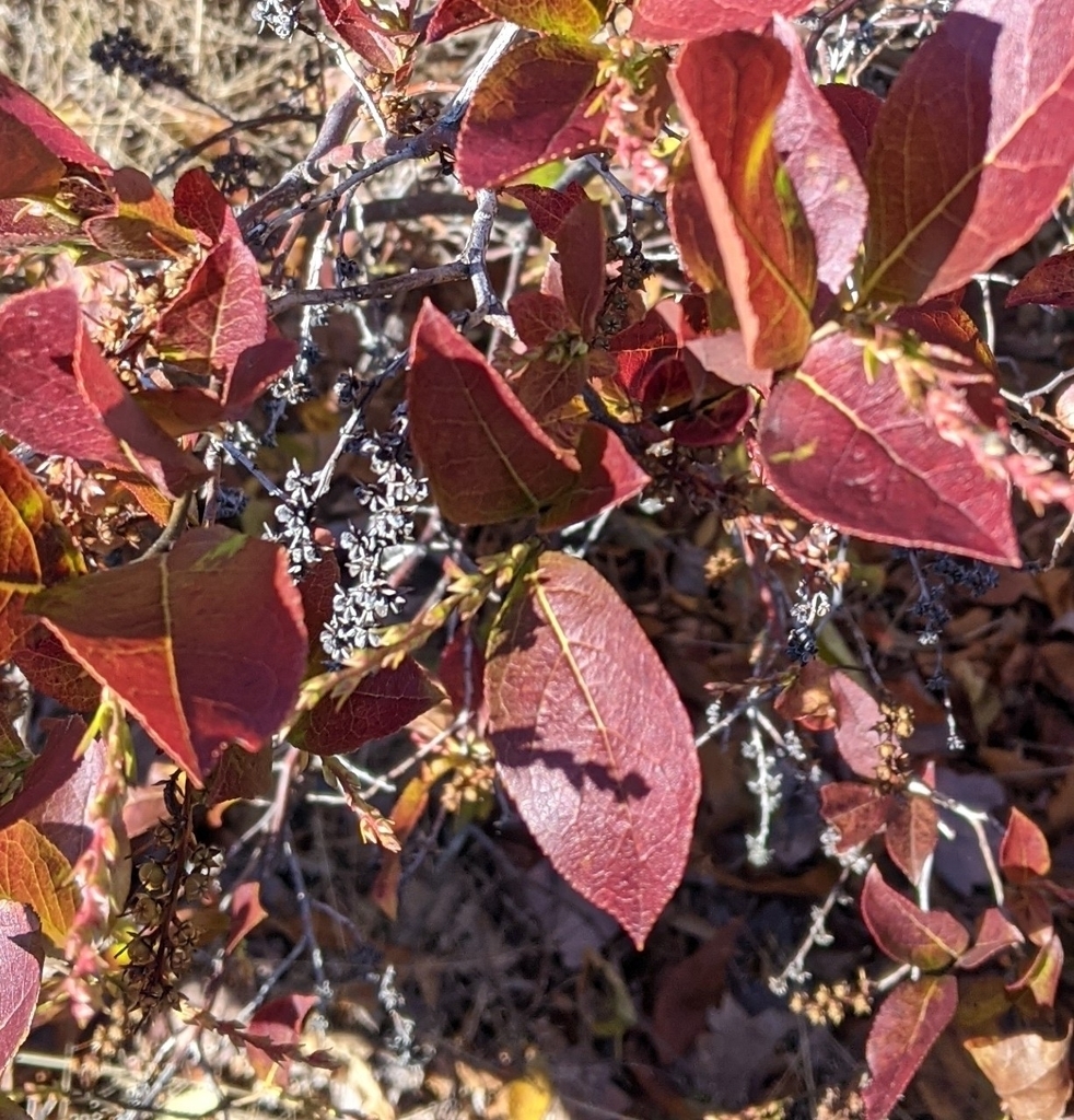 Fall color