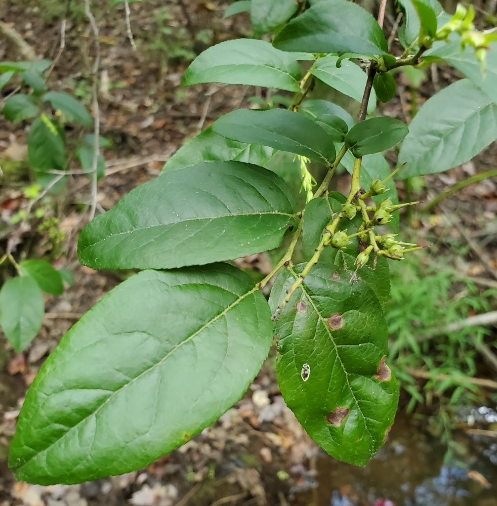 Leaves