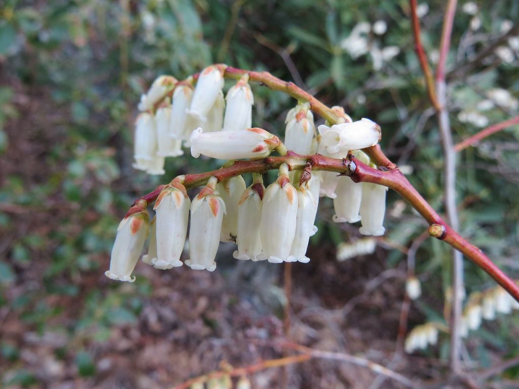 Close up of flower