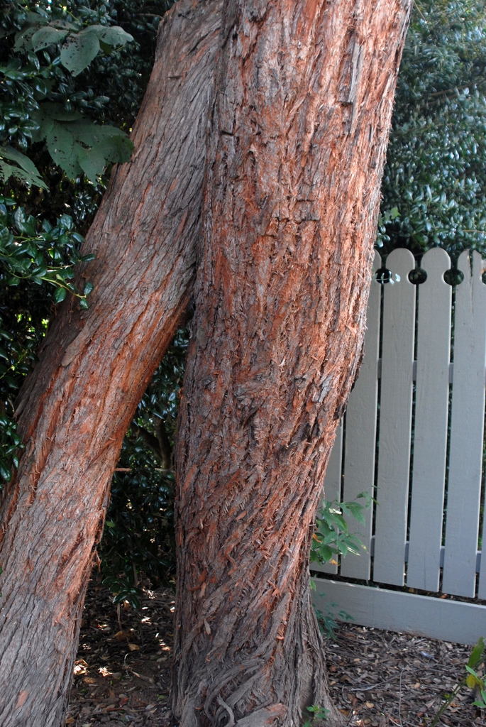 Eucalyptus cinerea