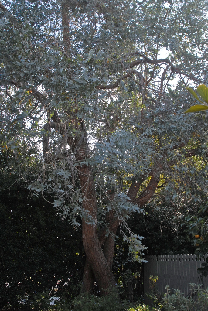 Eucalyptus cinerea