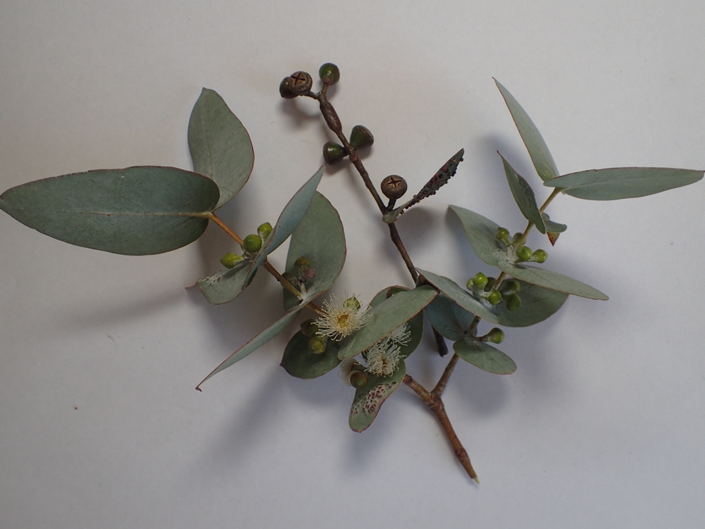 Leaves, flowers and fruits.