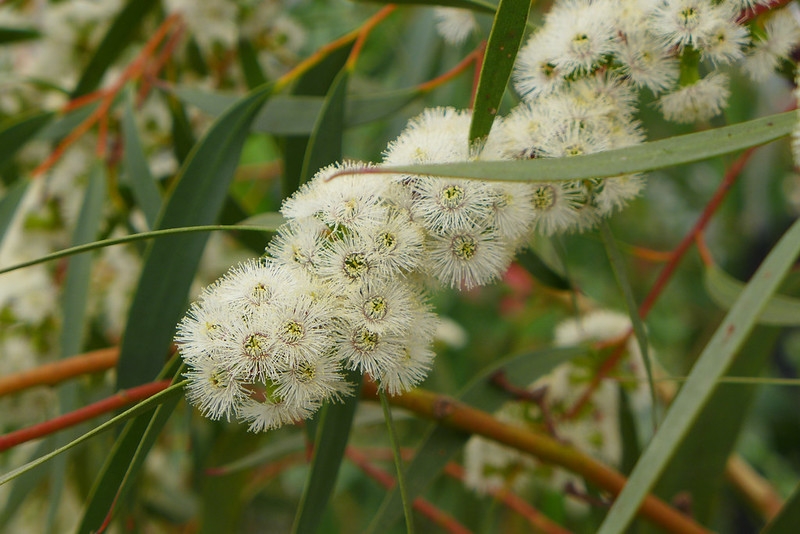White stamen flowers and narrow leaves