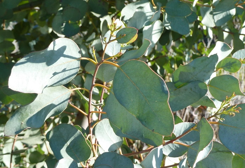 Ovate leaves