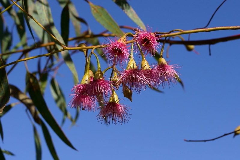 Red stamen flowers and narrow leaves