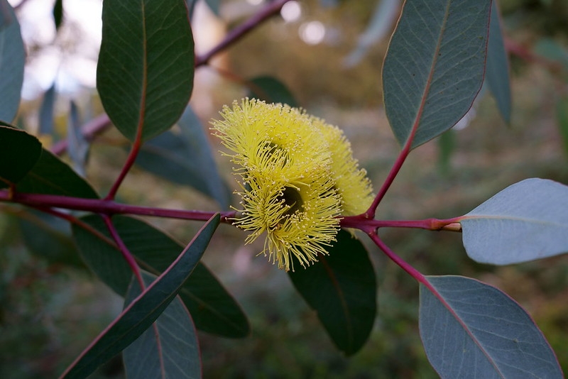 Yellow stamen flowers.