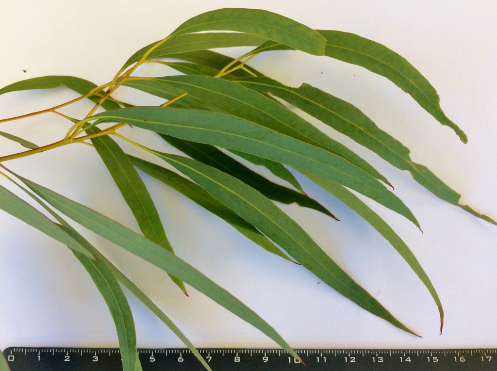 leaves