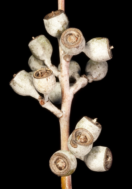 Branch bearing capsules that are not yet open.