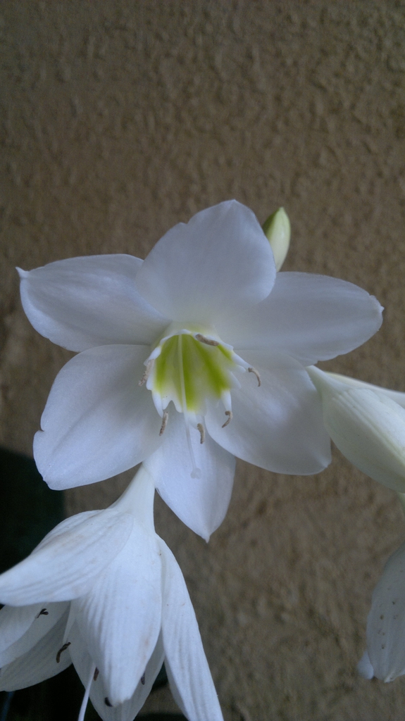 Close up of bloom
