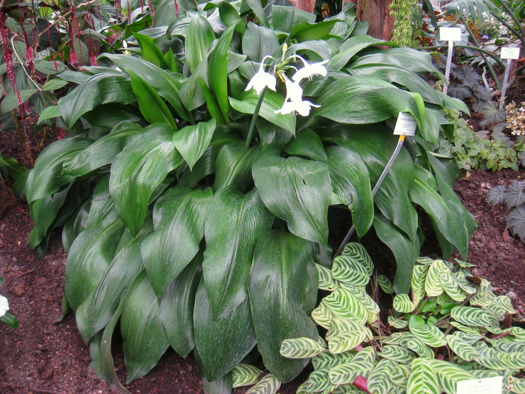 Form