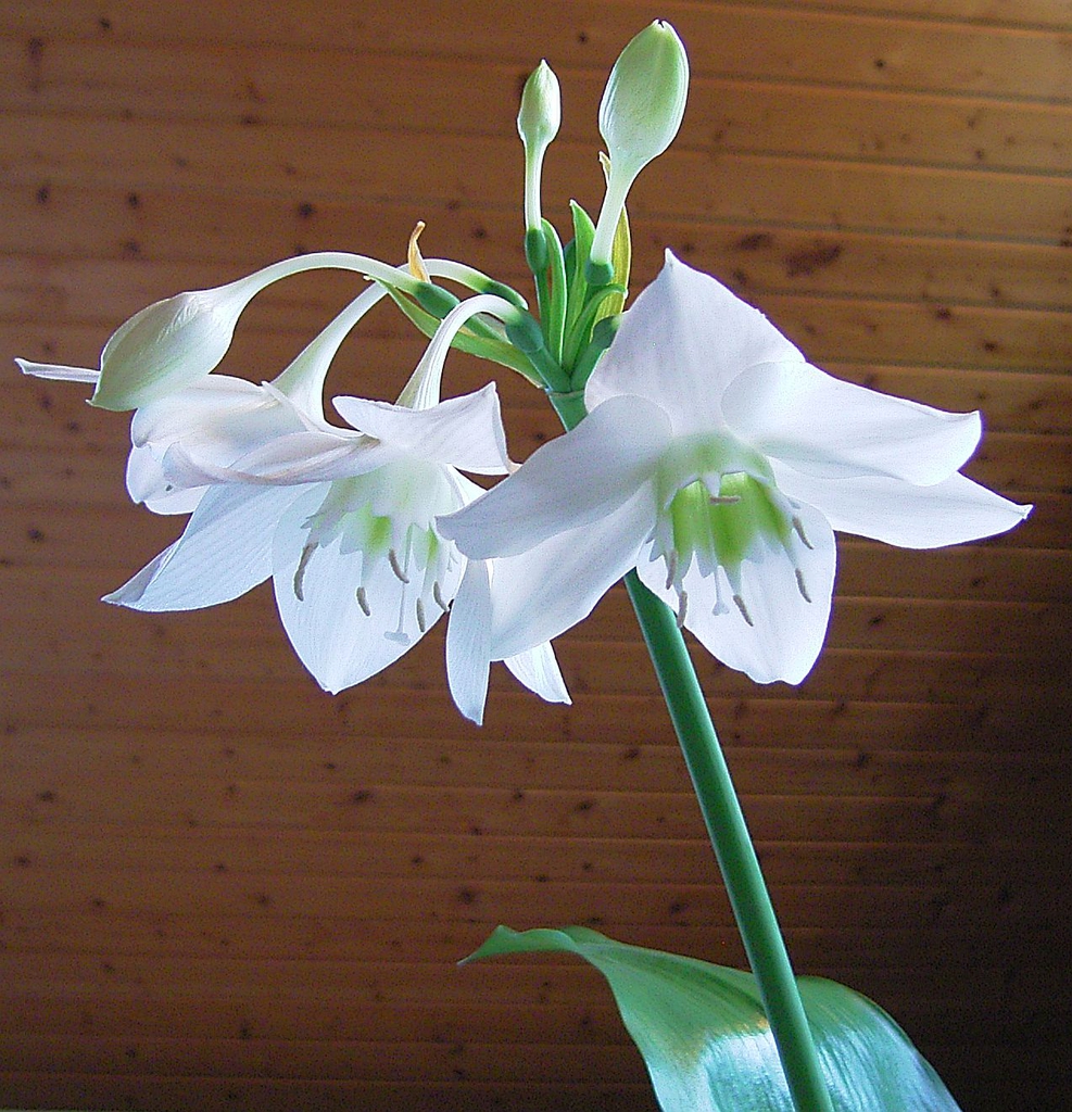 Waxy white flowers atop a long stalk.