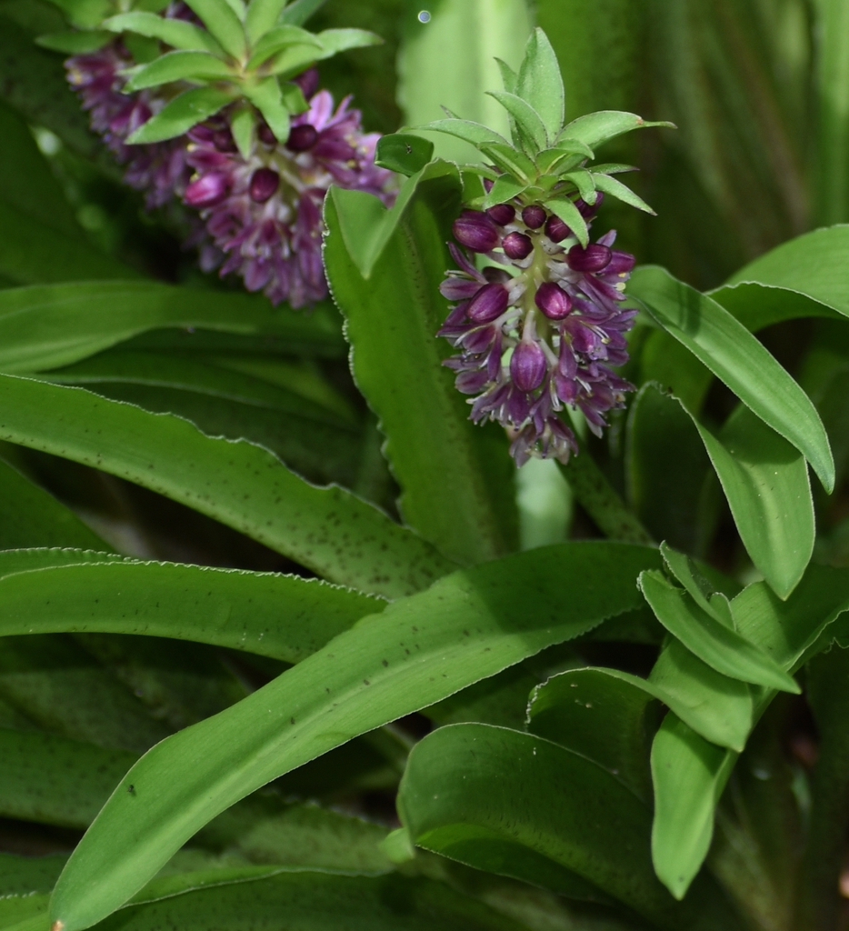 Flower - Summer - Warren Co., NC