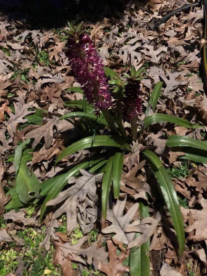 Eucomis
