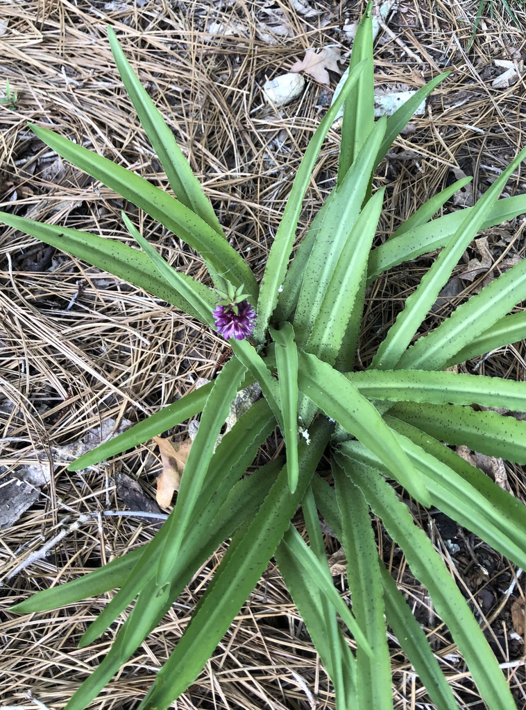 Eucomis