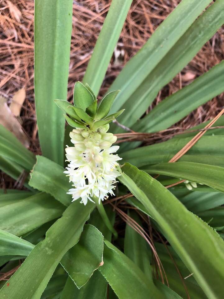 Eucomis