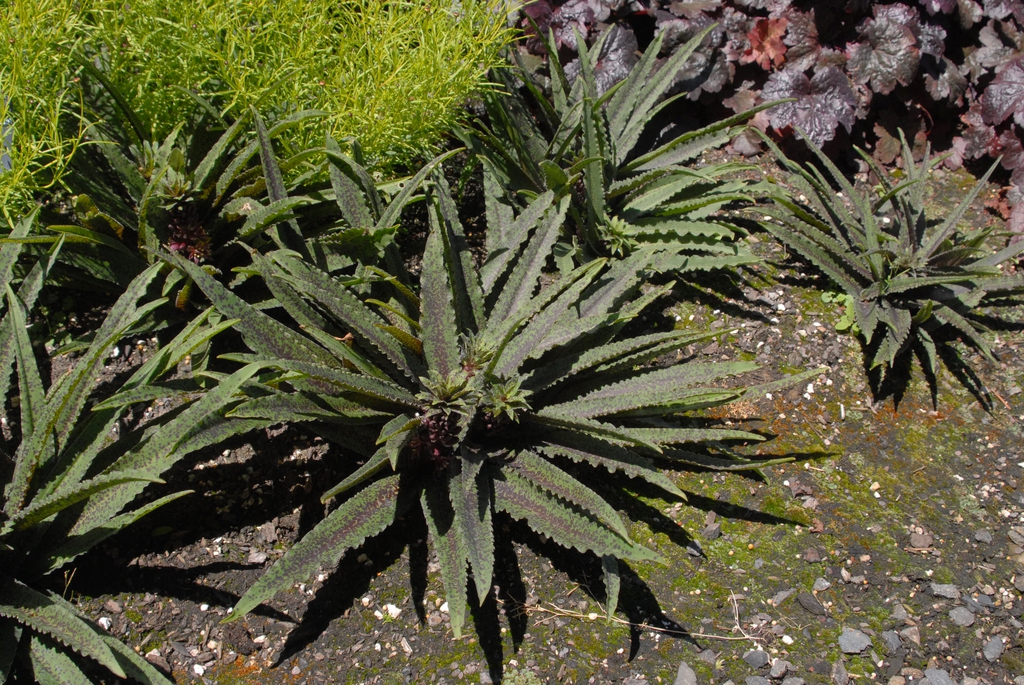 Eucomis