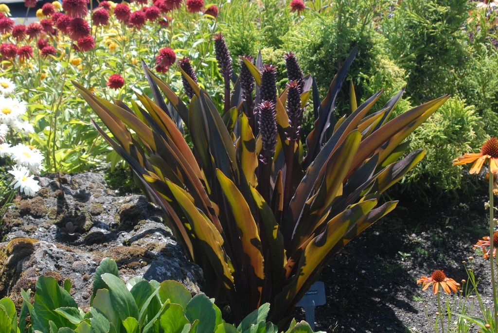 Eucomis