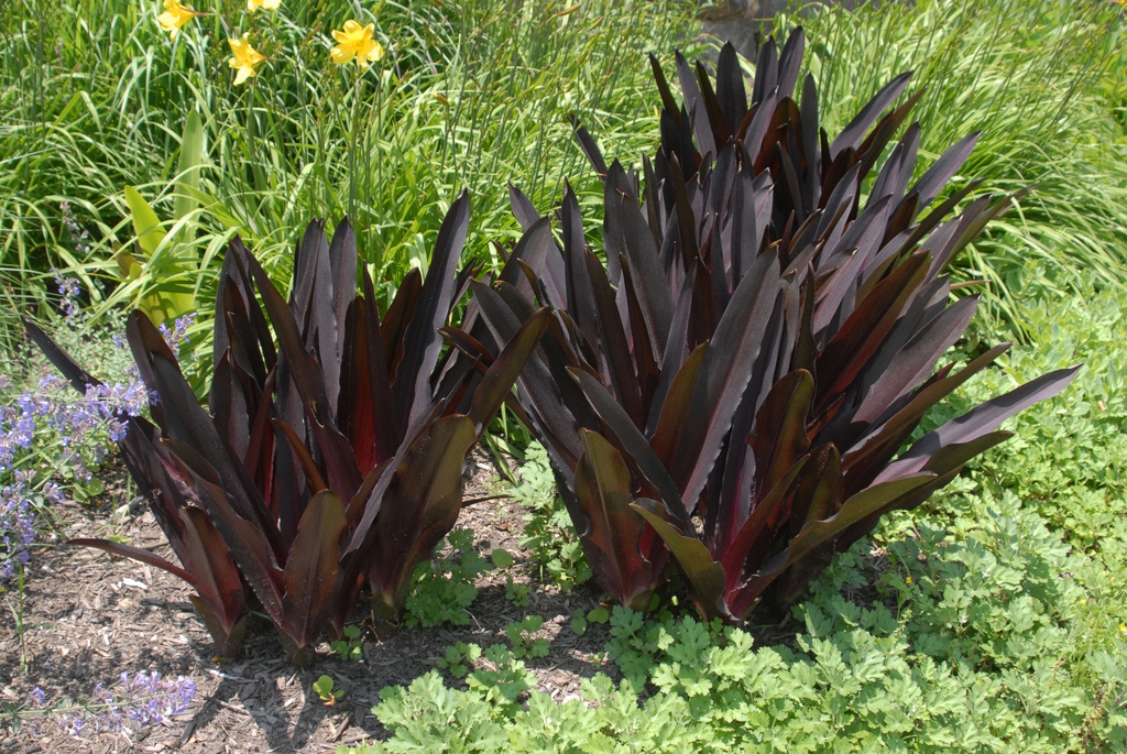 Eucomis