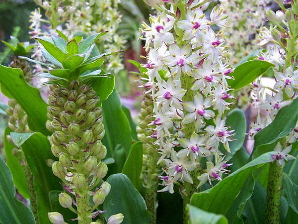 Eucomis comosa