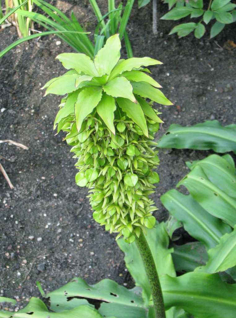 Eucomis bicolor