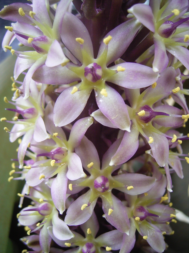 Eucomis bicolor