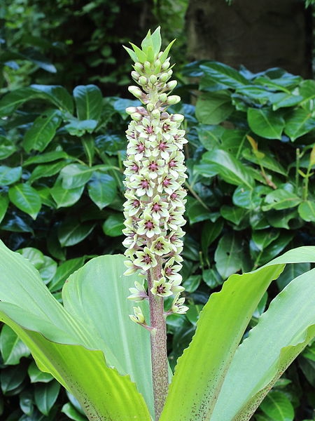 Eucomis