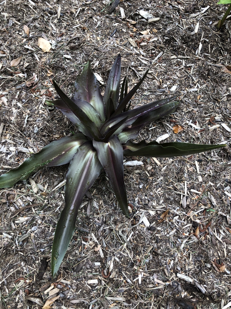 Eucomis comosa 'Sparkling Burgundy'
