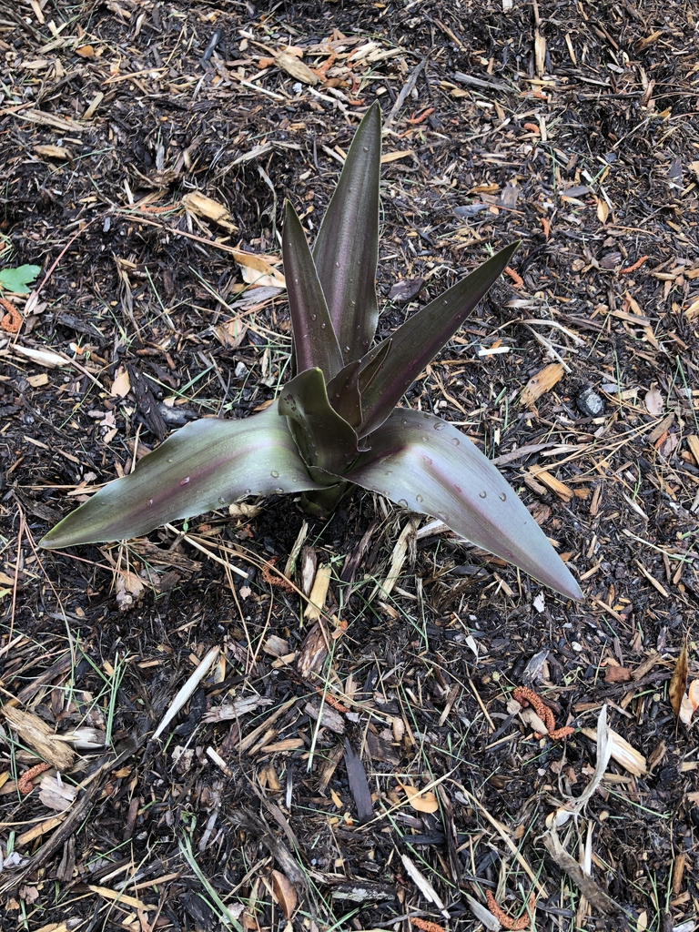 Eucomis comosa 'Sparkling Burgundy'