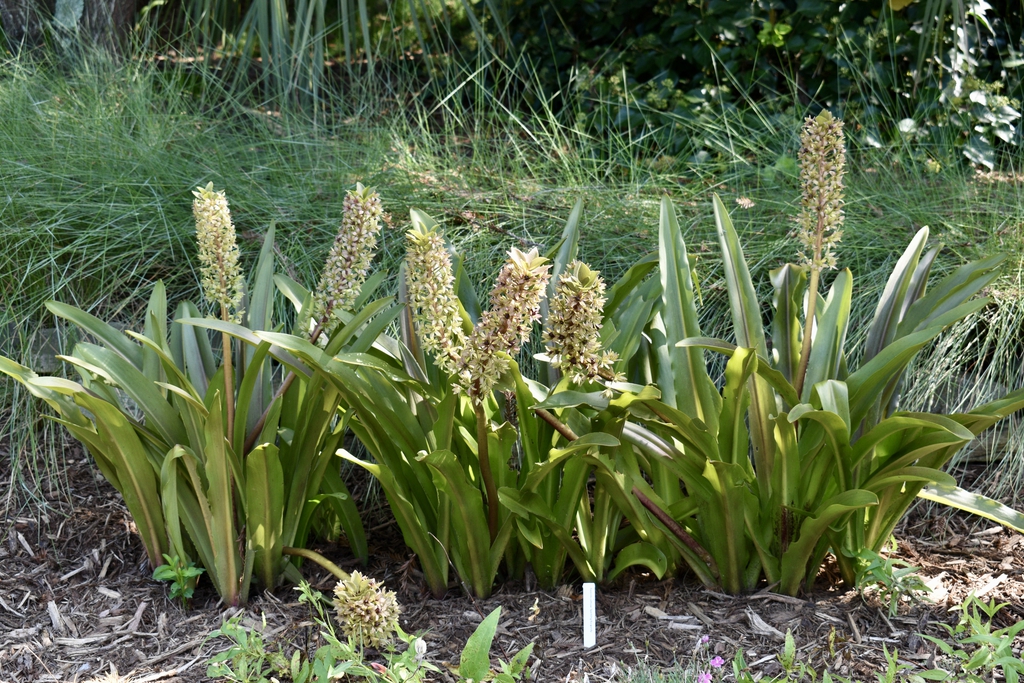 Aug. 12 - Wake Co., NC