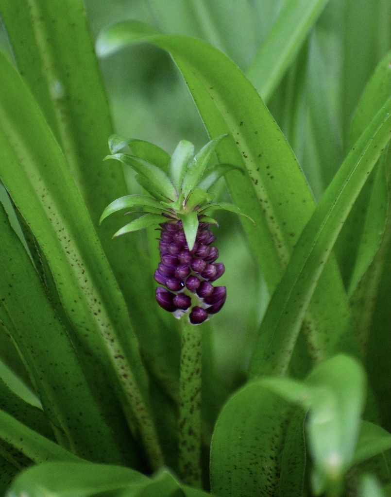 Buds - July 23 - Wake Co., NC