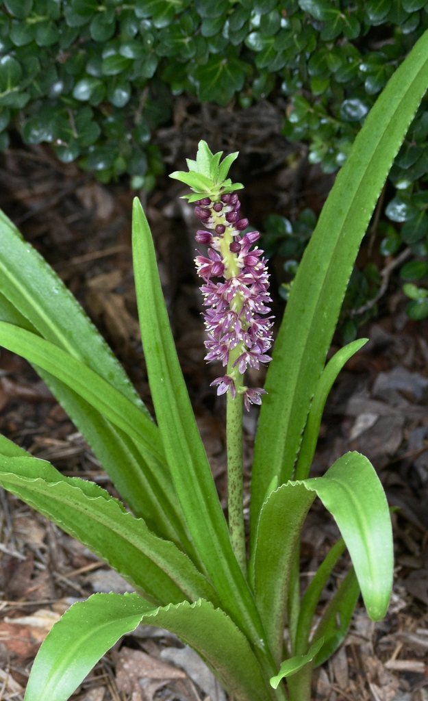 Form - Aug. 12 - Wake Co., NC