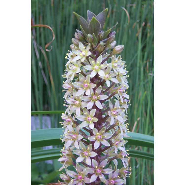 Close up of flower
