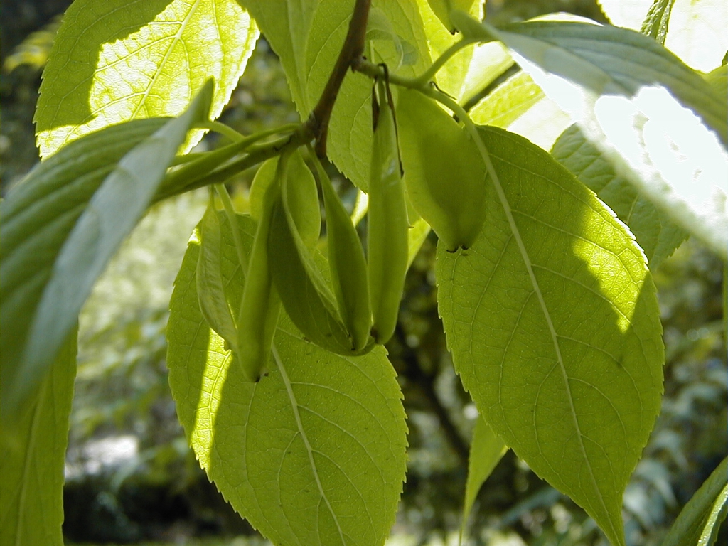 leaves