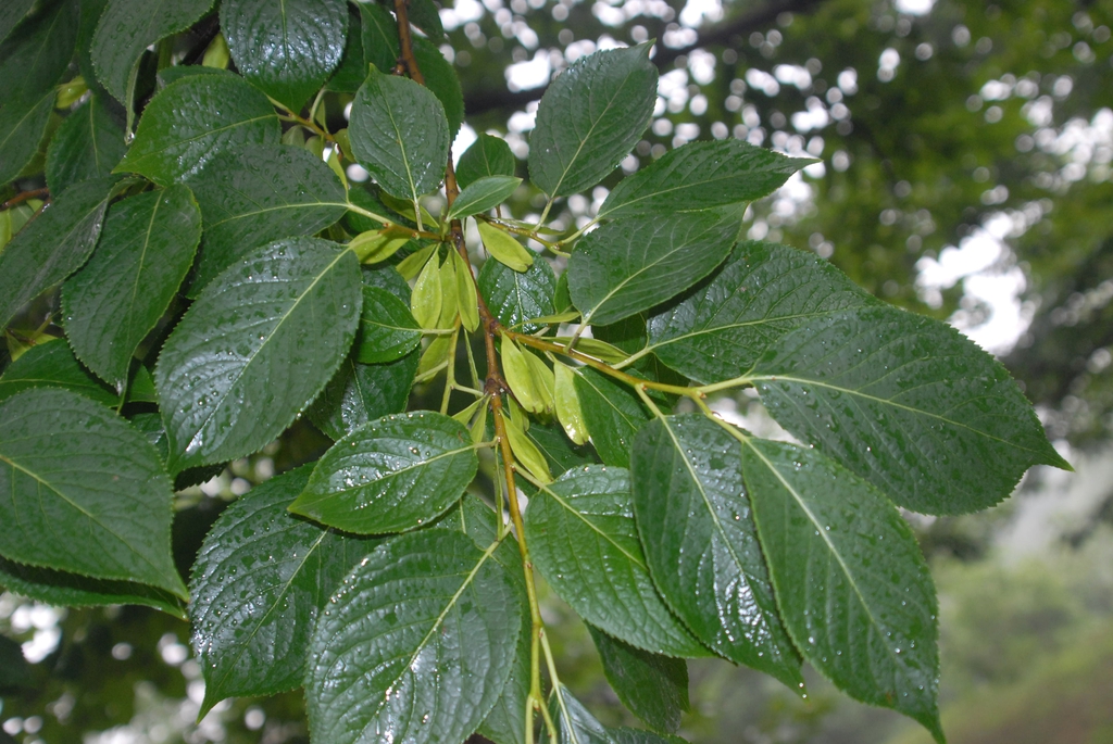 Eucommia ulmoides