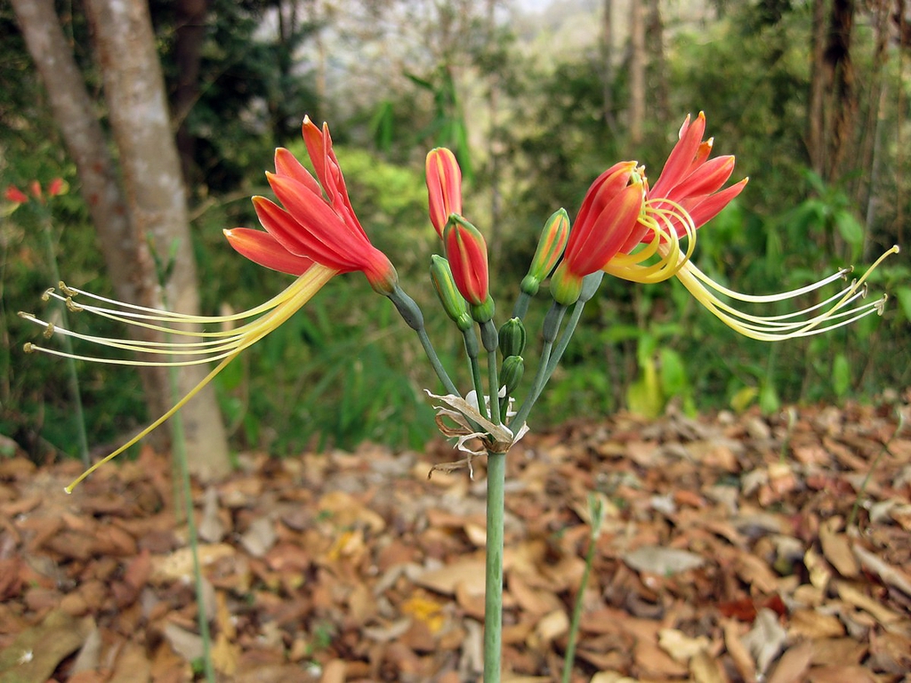 close up of the flower