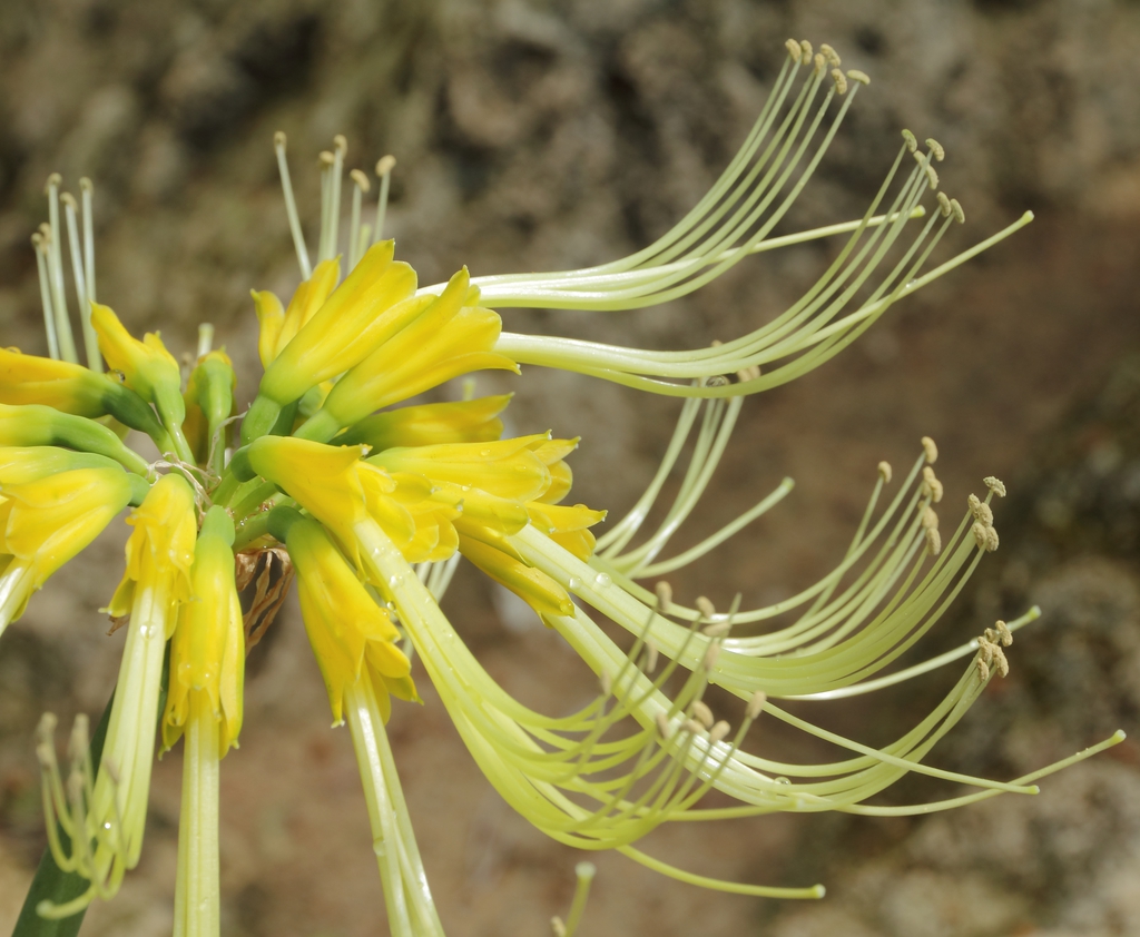 yellow flowers (E. aurantiaca)