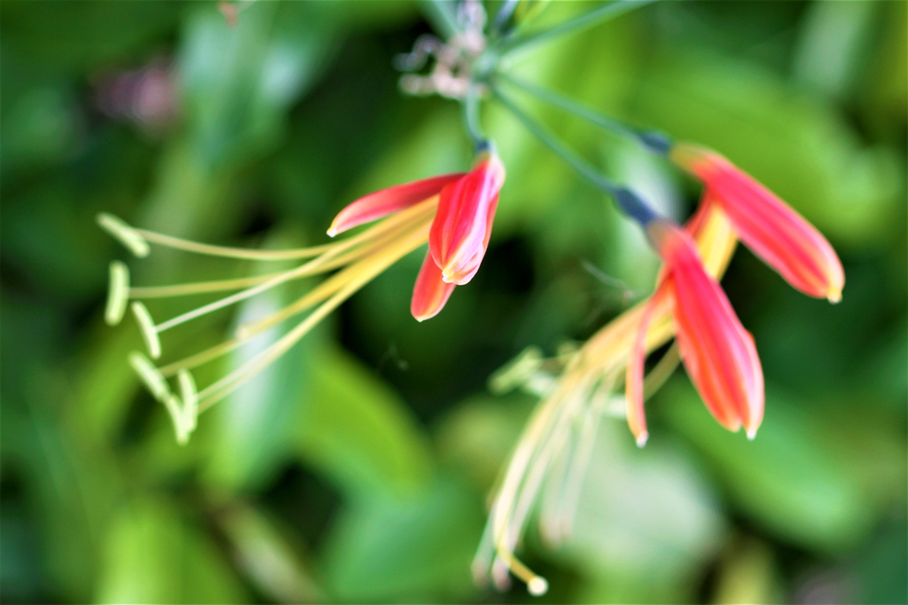 flower close up