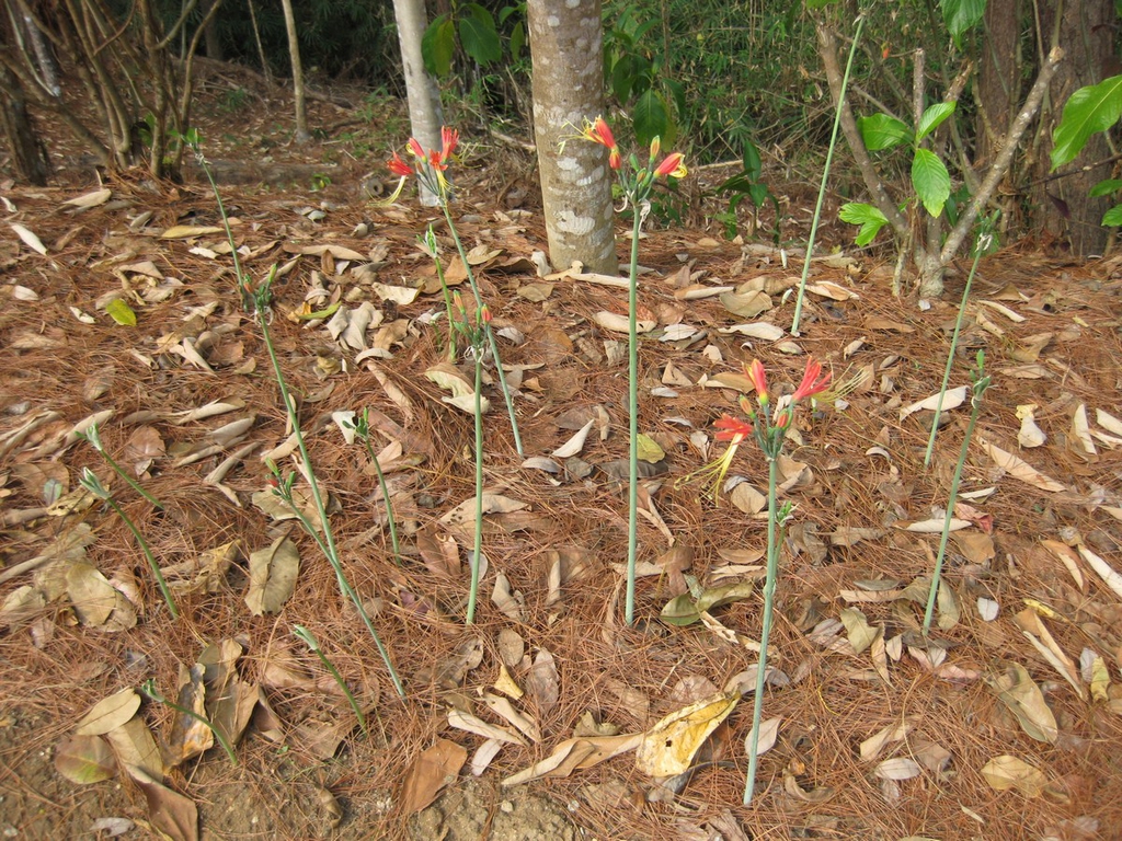 erect habit