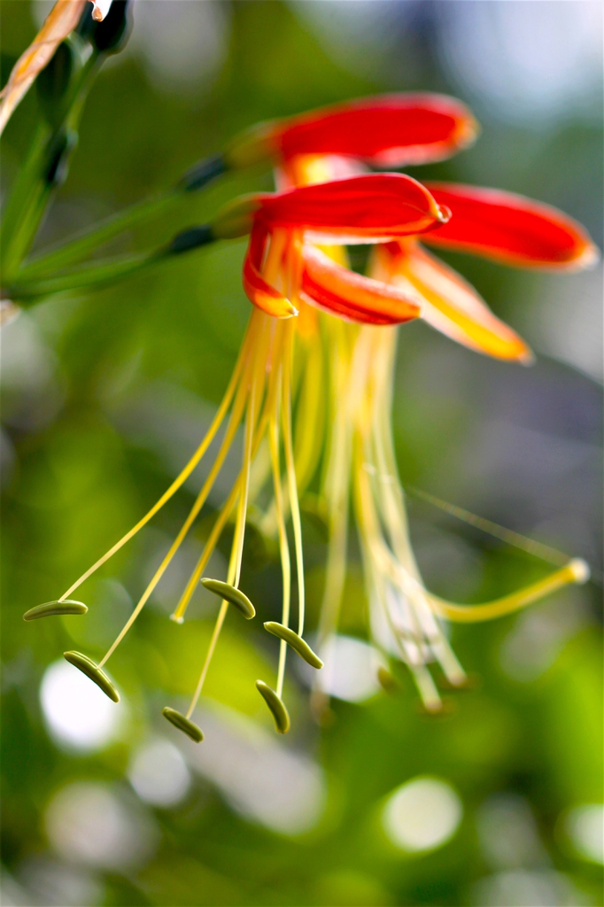 close up of the flower