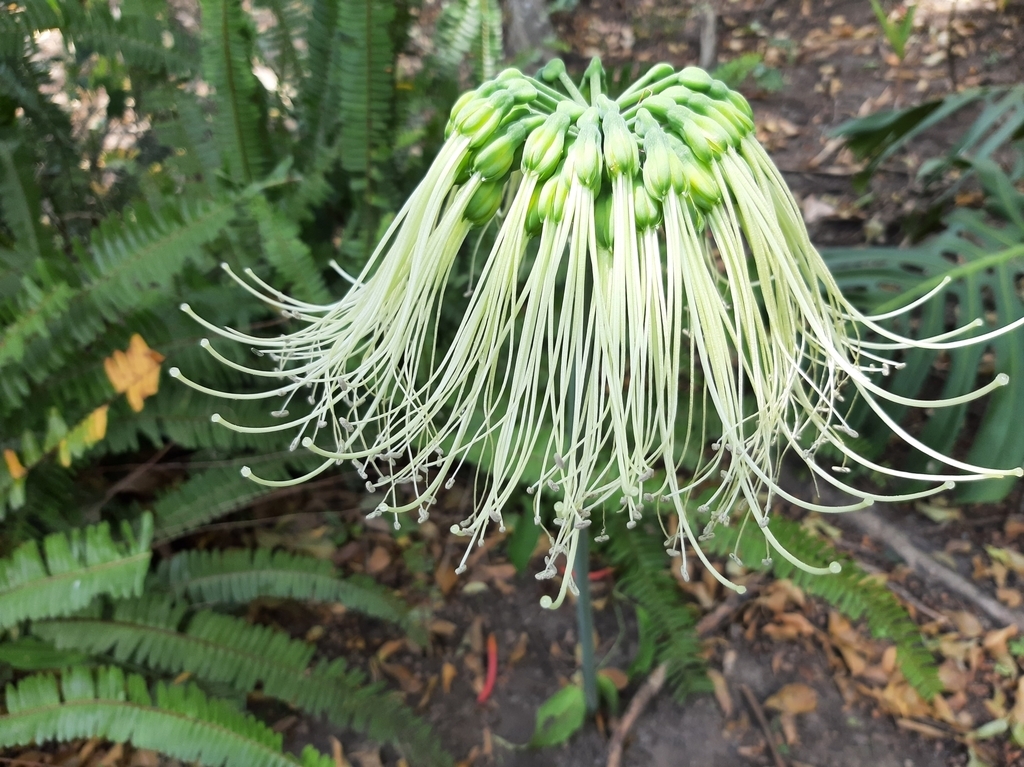Flowers of E. mirabilis
