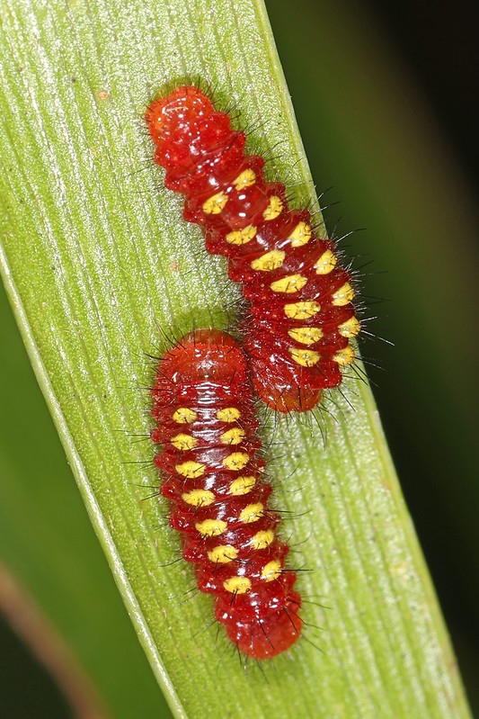 Two caterpillars that are red with parallel rows of yellow dots.