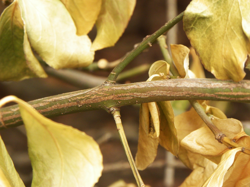 Euonymus fortunei