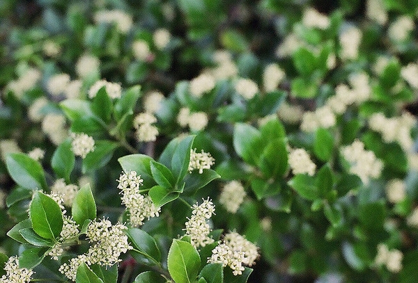 Euonymus fortunei