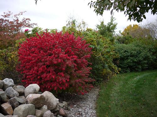 Rounded shrub with bright red foliage.