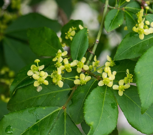 Euonymus alatus 'Compactus'