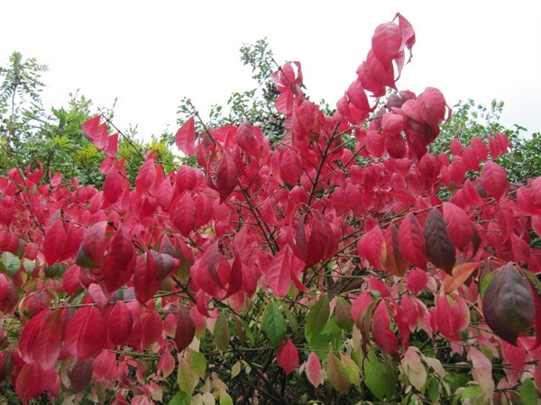 Euonymus alatus 'Compactus'
