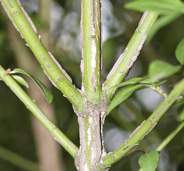 Euonymus alatus 'Compactus'